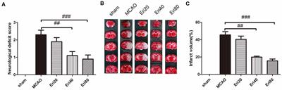 Eriodictyol Attenuates MCAO-Induced Brain Injury and Neurological Deficits via Reversing the Autophagy Dysfunction